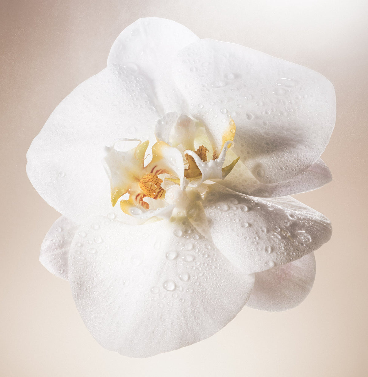 Salt Water Vanilla - Radiance Duo
